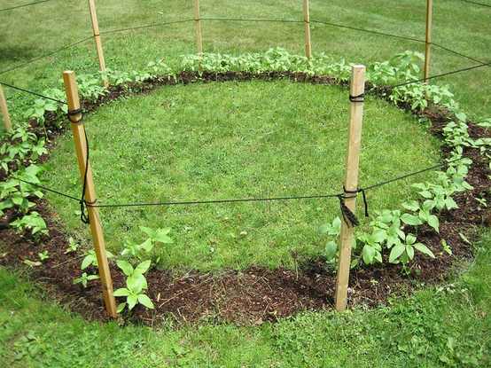 Как вырастить подсолнух в саду