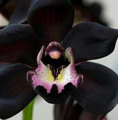Черная орхидея из мифа