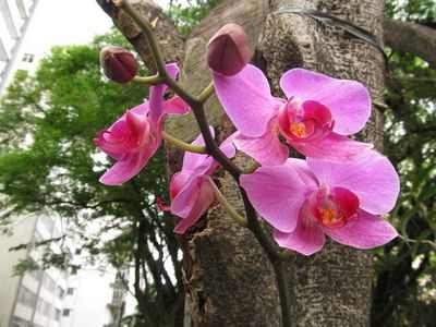 Фото орхидеи
