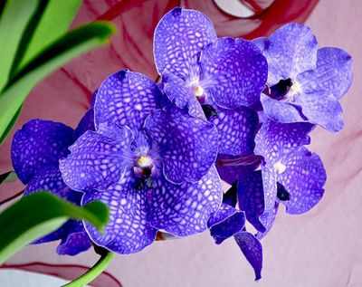 Фото орхидеи
