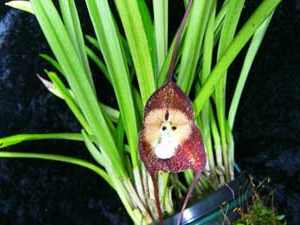 Черная орхидея из мифа