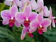 Орхидея - экзотические цветы