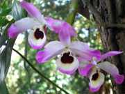 Остров орхидей