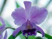 Виды орхидей