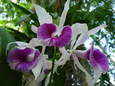 Значение орхидеи