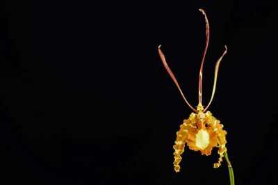 Орхидея - экзотические цветы