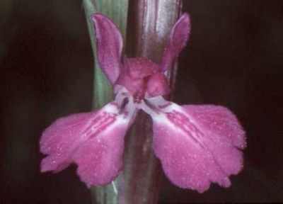 Северные орхидеи