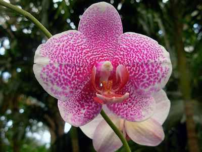 Выращивание орхидеи