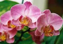 Значение орхидеи