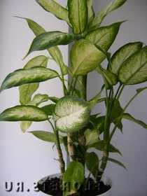 Фото декоративнолистных растений