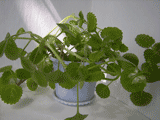 Фото комнатных растений