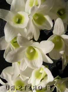 Дендробиум Орхидея Дендробиум и условия выращивания