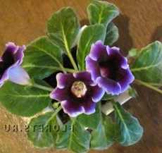 Глоксиния Прекрасные цветы глоксинии: виды и разновидности