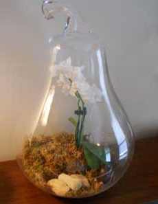 Орхидея ванда в вазе