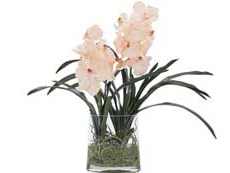 Орхидея ванда в вазе