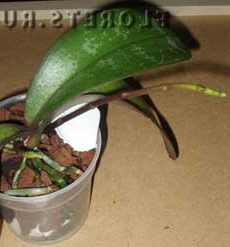 Пересадка фаленопсиса Фотоурок по пересадке орхидеи