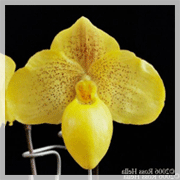 Общие сведения об орхидеях