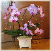 Общие сведения об орхидеях