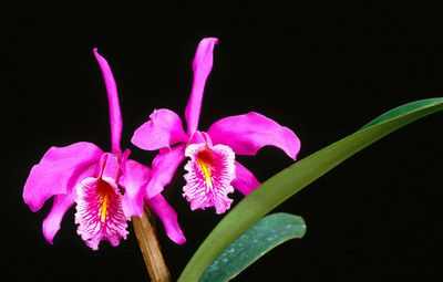 Цветки и бутоны орхидеи