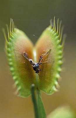Виды насекомоядных растений