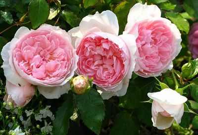 Английские розы