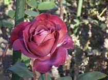 Фото розы