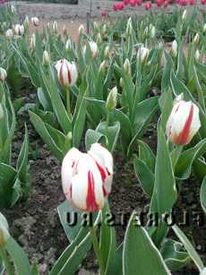 Виды и сорта тюльпанов Садовая классификация тюльпанов