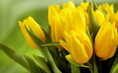 Виды и сорта тюльпанов