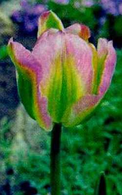 Виды и сорта тюльпанов