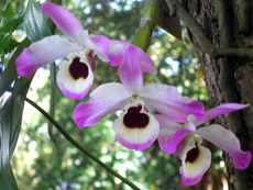 Легенды об орхидеях