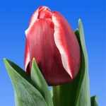 Легенды о тюльпане