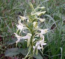 Любка двулистная Орхидея любка и ее ценные лекарственные свойства