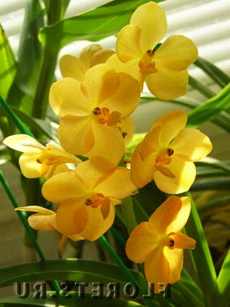 Орхидеи для начинающих