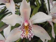 Орхидеи для начинающих