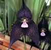 Орхидея дракула