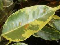 Причины появления пятен на листьях фикуса