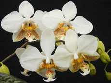Цветение орхидеи