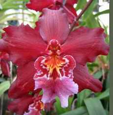 Знакомство с орхидеями Начни свое знакомство с орхидеи!