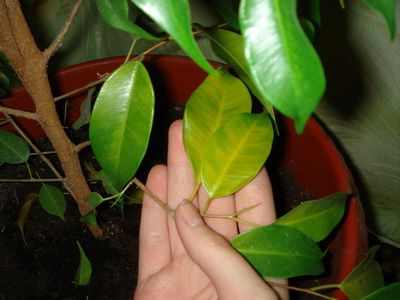 Листья фикуса