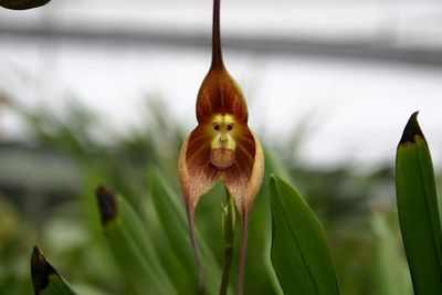 Орхидея дракула