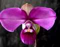 Типы роста у орхидеи