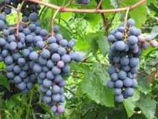 Искусство виноградаря