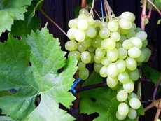 Классификация винограда