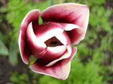 Цветы тюльпаны