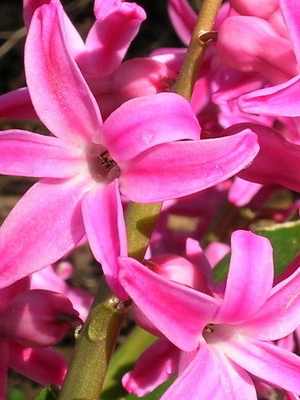 Цветок гиацинт