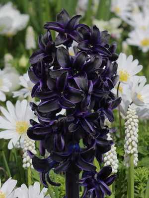 Цветок гиацинт