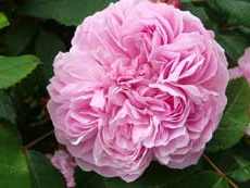 Старинные розы Cтаринные садовые розы (Old Garden Rose)