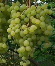 Виноград и виноградарство