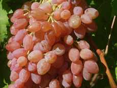 Виноград и виноградарство