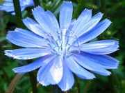 Синь-цветок